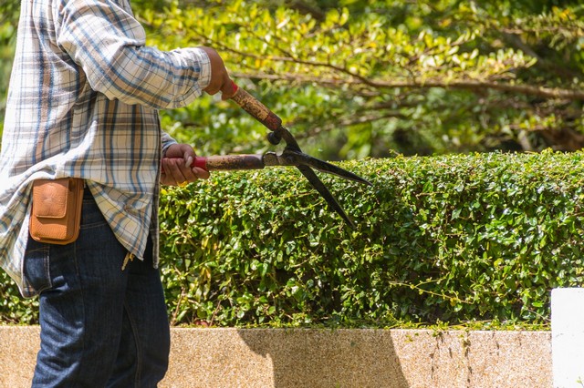 Garden Maintenance Barnes, Castelnau, SW13